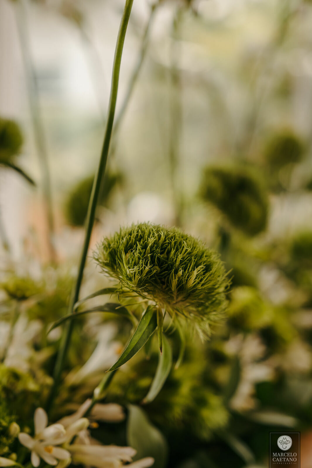 Foto Casamento Intimista em Catanduva - Carol e Gabriel - Imagem 1