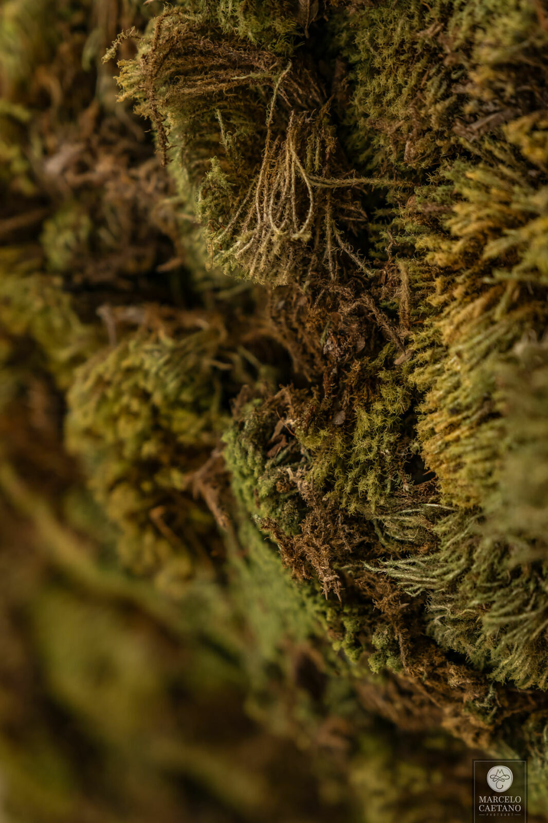 Foto Casamento Intimista em Catanduva - Carol e Gabriel - Imagem 73