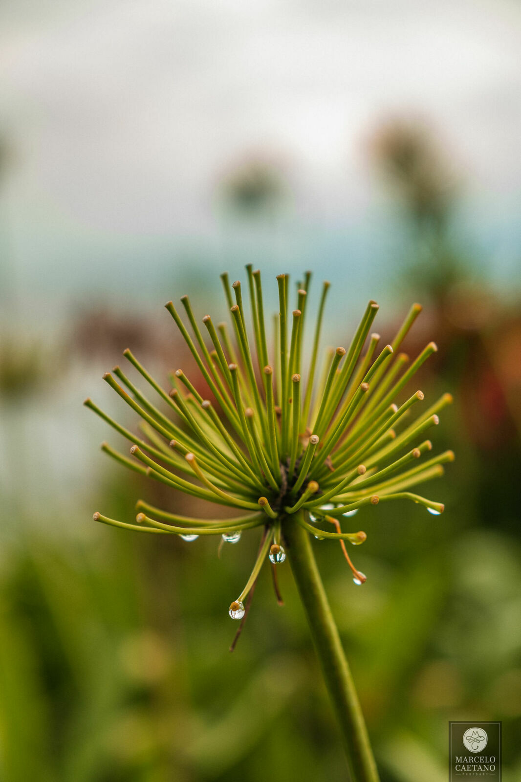 Foto Ensaio Casa Di Pietra - Villa Toscana - Letícia e Fábio - Imagem 2