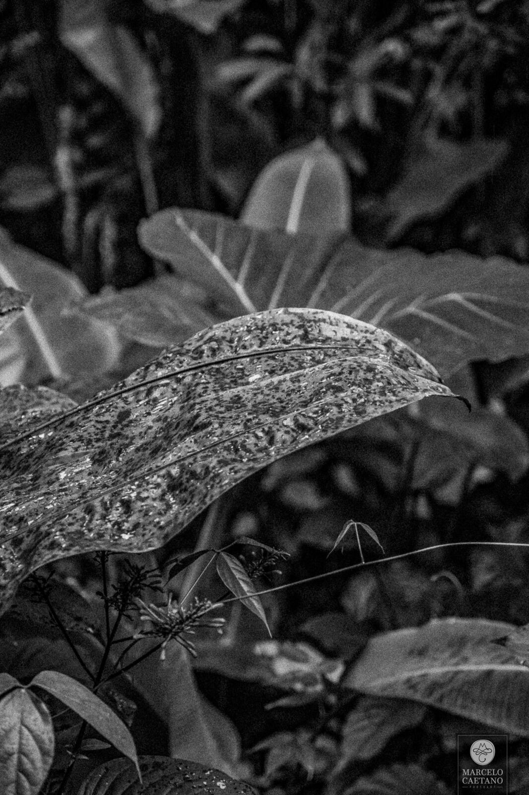 Foto Casamento na Praia - Ubatuba - Stephane e Nicholas - Imagem 5