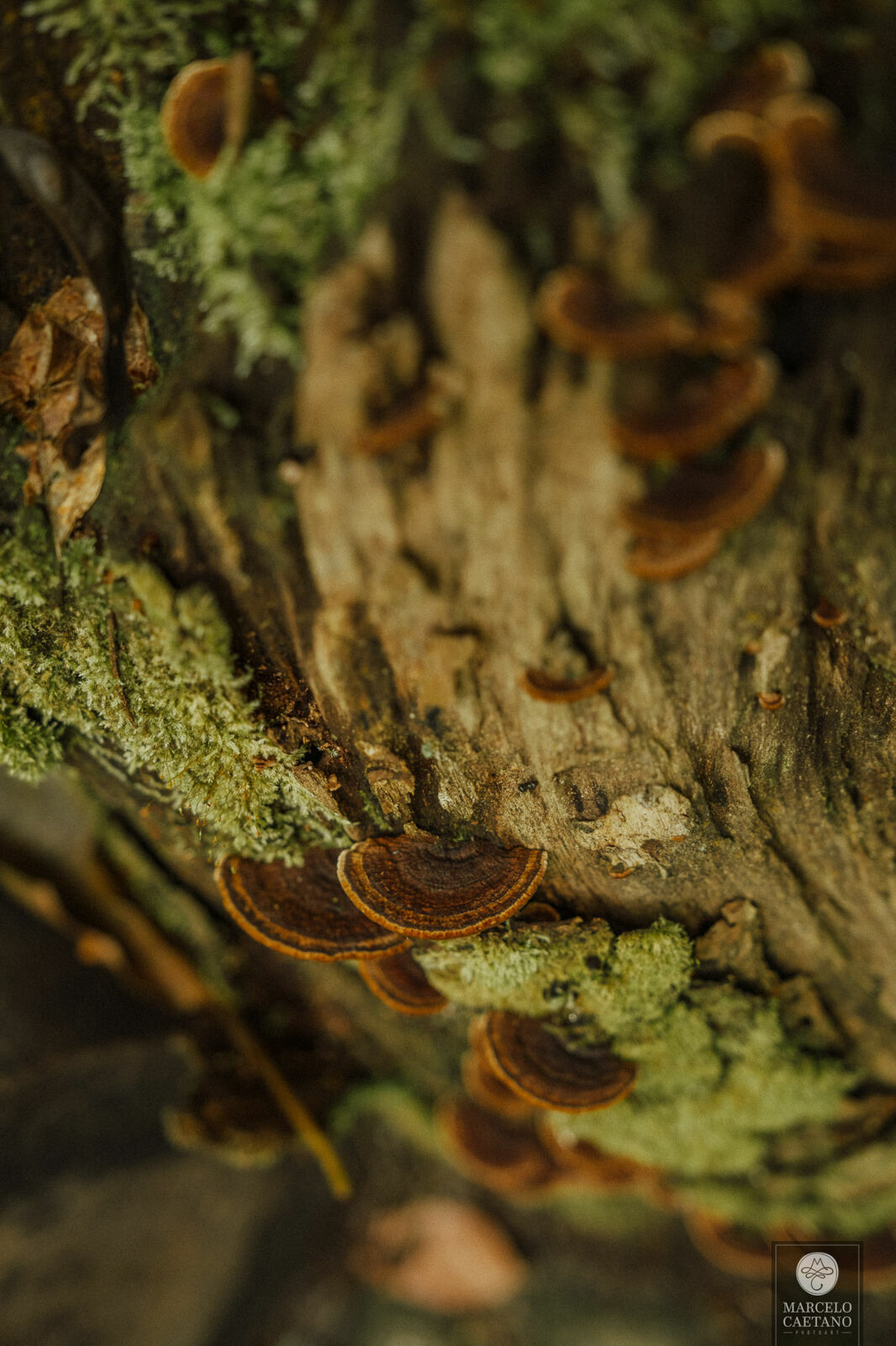 Foto Casamento na Praia - Ubatuba - Stephane e Nicholas - Imagem 2