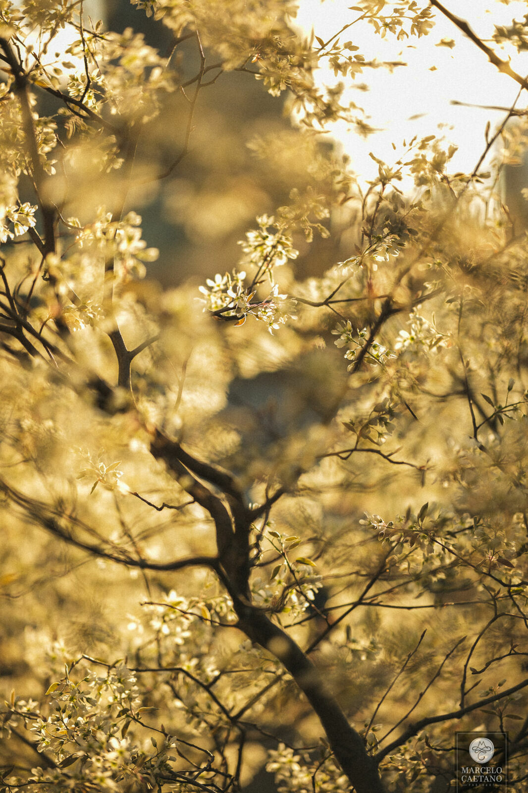 Foto Ensaio romântico em Nova York - Faith e Marcos - Parte 1 - Imagem 17