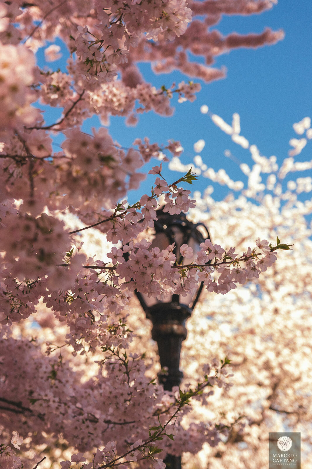 Foto Ensaio romântico em Nova York - Faith e Marcos - Parte 1 - Imagem 33