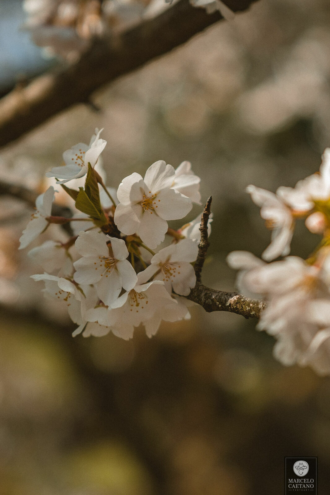 Foto Ensaio romântico em Nova York - Faith e Marcos - Parte 3 - Imagem 16