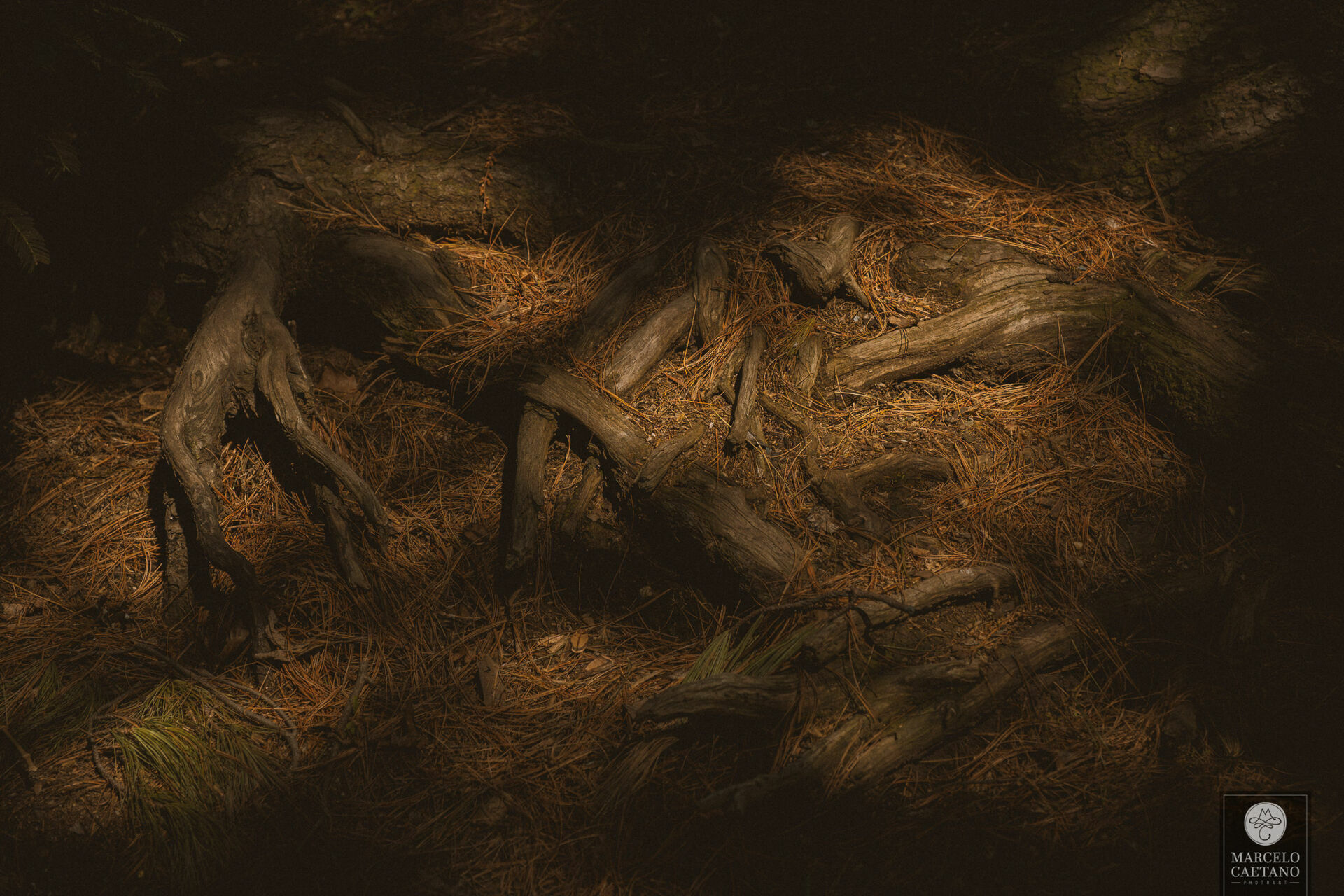 Foto Ensaio romântico em Nova York - Faith e Marcos - Parte 3 - Imagem 20