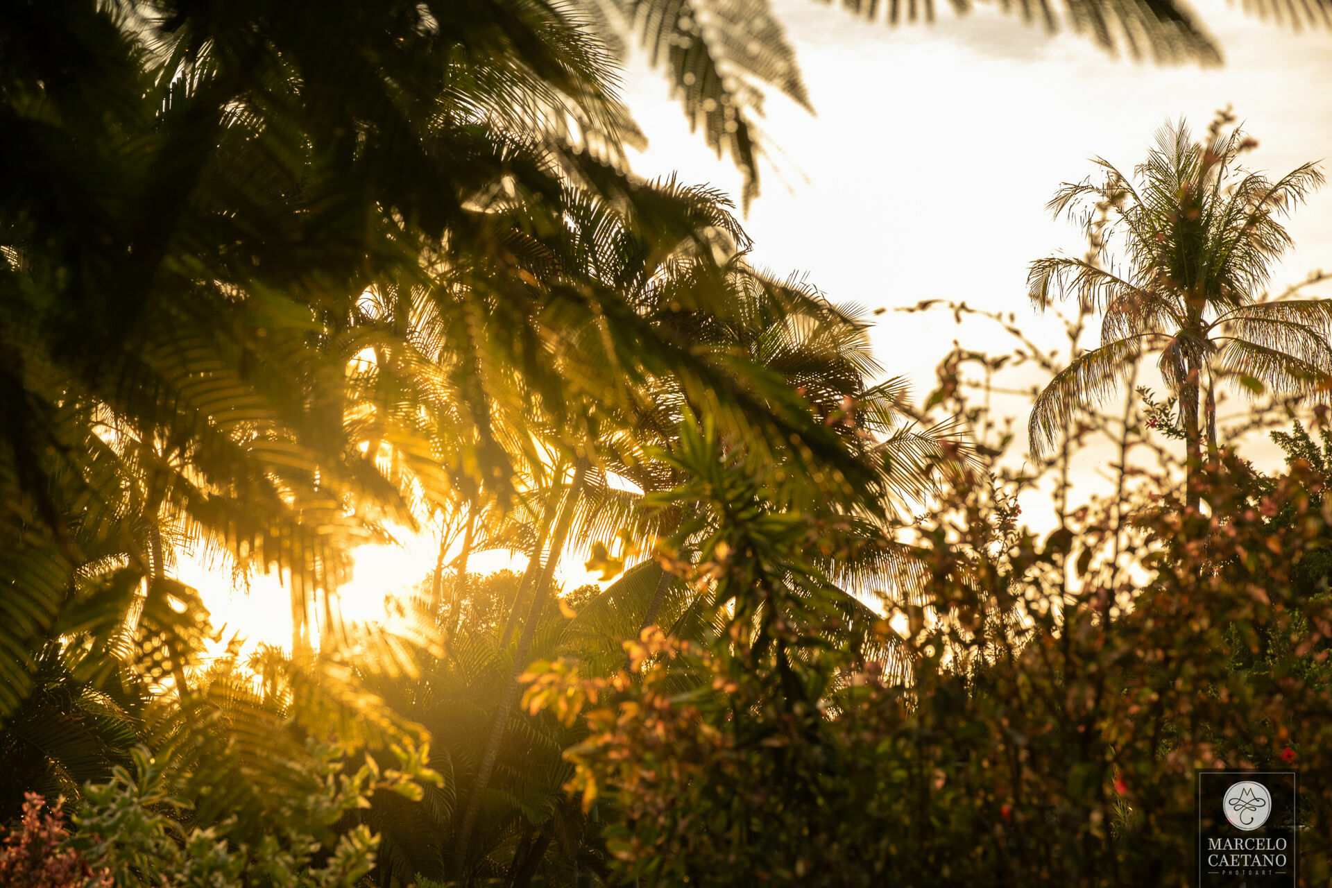 Foto Casamento no pôr do sol - Karol e Matheus - Imagem 67